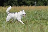 SIBERIAN HUSKY 148